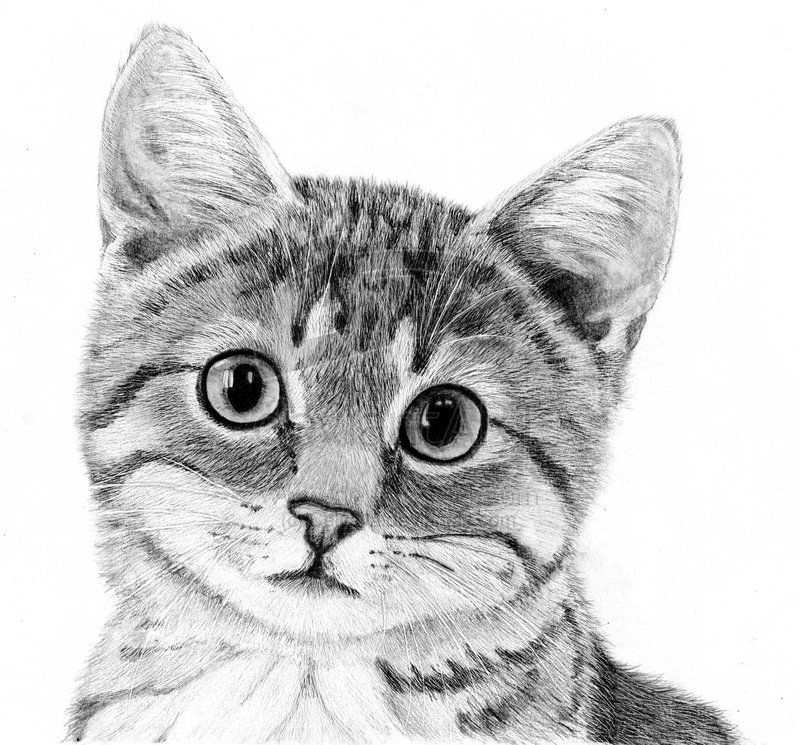 Pin Van Pamela Jane Op Animal Art Dieren Tekenen Katten Tekening Huisdieren Tekenen