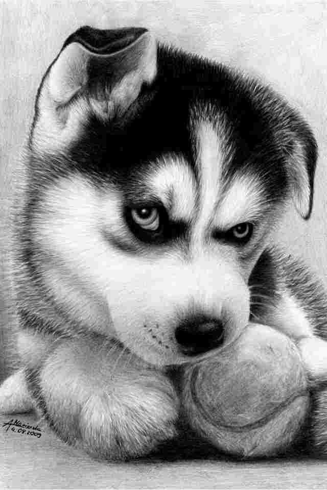 Alaskan Husky Pencil Drawings Of Animals Animals Realistic Animal Drawings