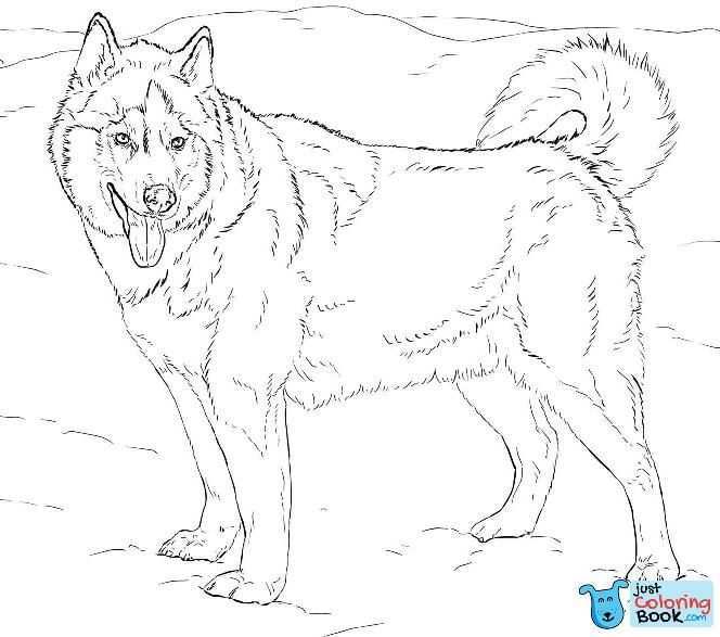Pin Op Dog Coloring Pages