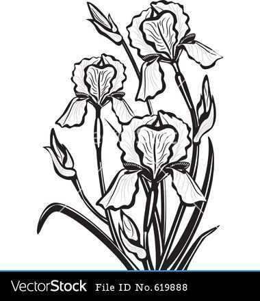 Pin By Yolanda Schildwacht On Bloemen Flower Drawing Iris Drawing Iris Flowers