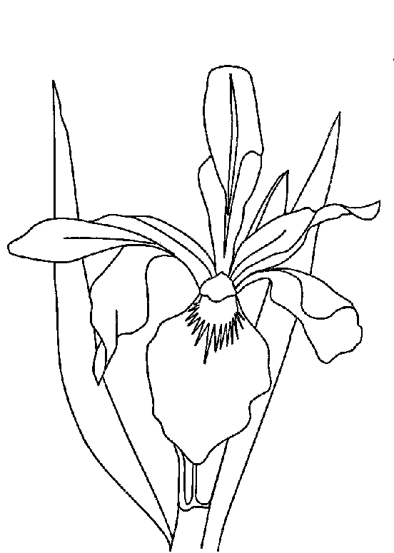Pin By Theabesamusca On Diverse Kleurplaten Iris Flowers Flower Coloring Pages Plant