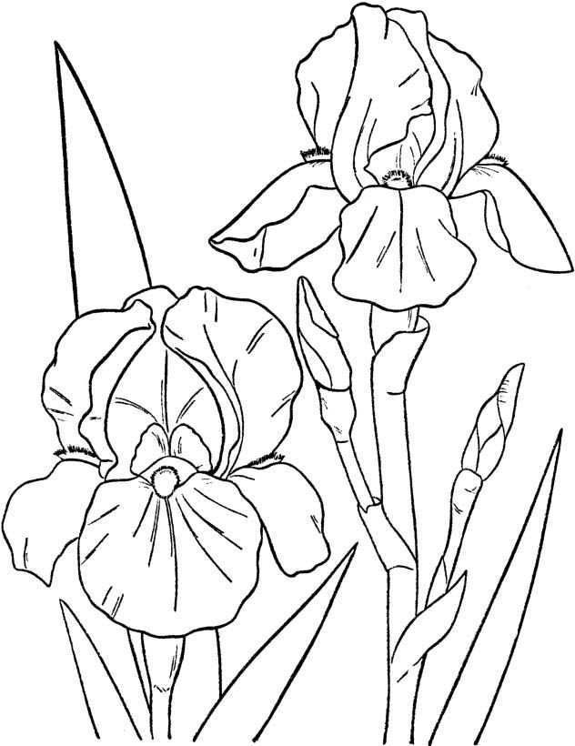 Spring Flowers Images Coloring Pages Flower Coloring Pages Lilies Drawing Drawings
