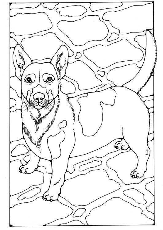 Coloring Page Jack Russel Img 28213 Dog Coloring Book Dog Coloring Page Horse Colorin