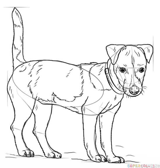 How To Draw A Jack Russell Terrier Step By Step Drawing Tutorials Dog Drawing Dog Col