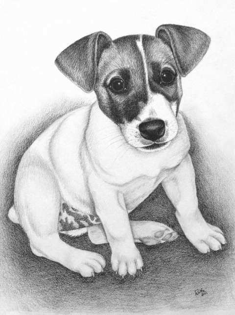 16 Drawings Of Jack Russells Hond Tekeningen Hondentekening Dieren Tekenen