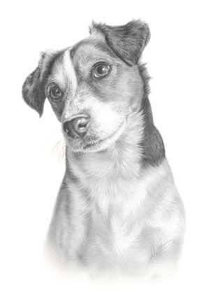 Jack Russell Terrier Fine Art Dog Drawing Animal Print Animal Drawings Dog Drawing Ja