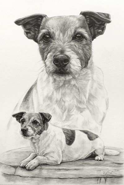 Jack Russel Terrier Dog Paintings Dog Art Animal Drawings