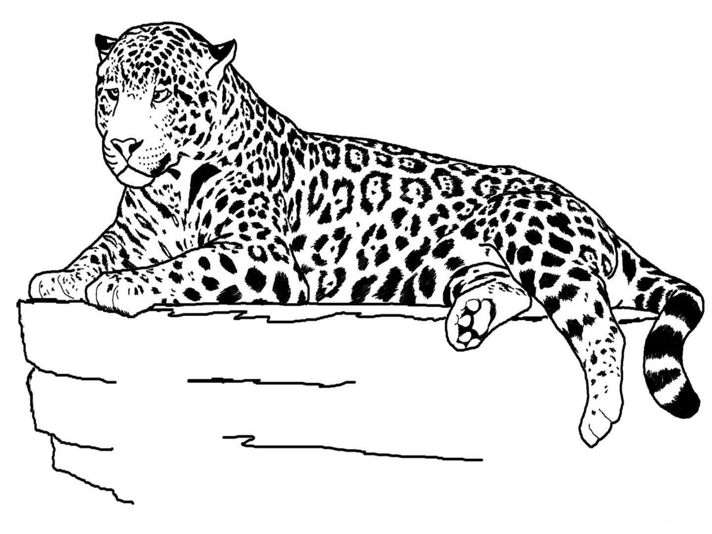 Jaguar Jpg 1440 1080 Farm Animal Coloring Pages Zoo Animal Coloring Pages Animal Colo