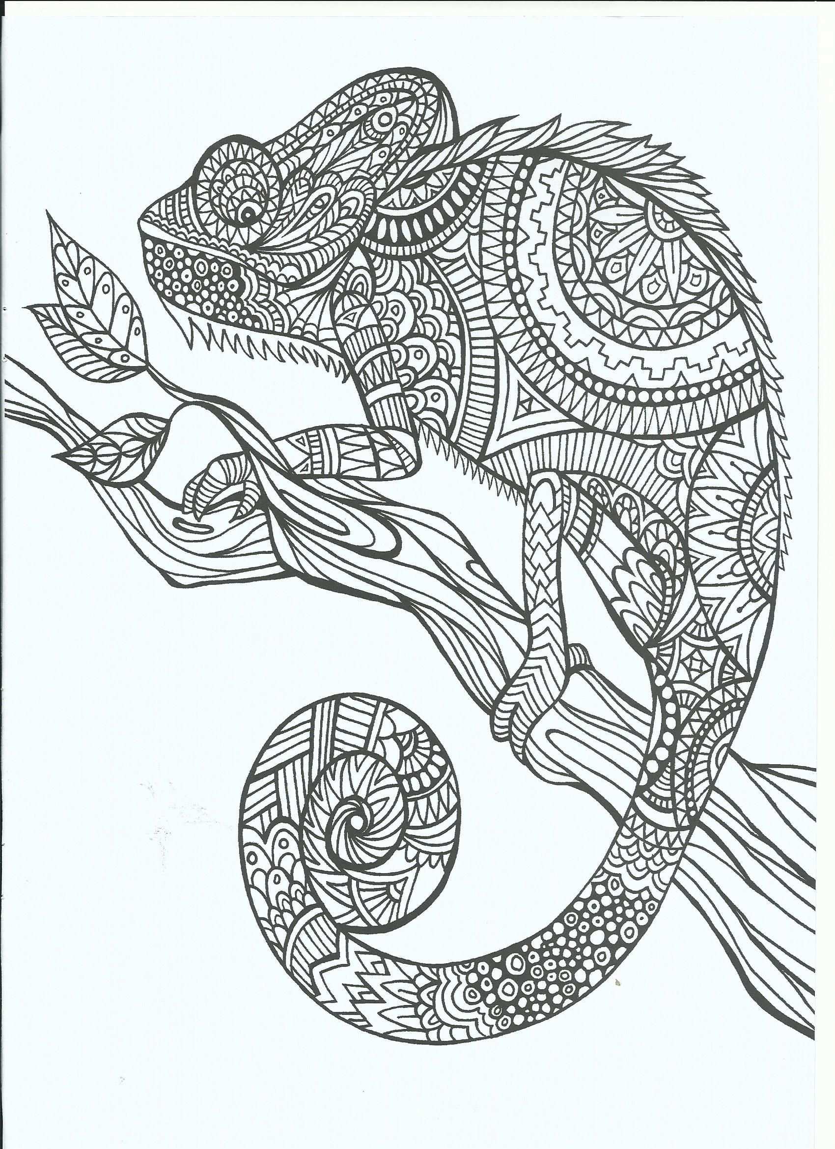 Cameleon Coloracao Adulta Folhas Para Colorir Desenhos Para Colorir