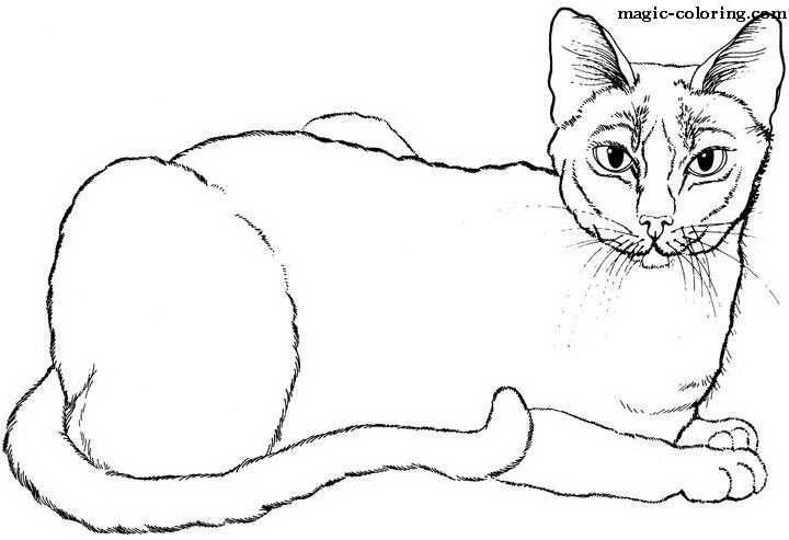 Cats Coloring Pages Dieren Kleurplaten Katten