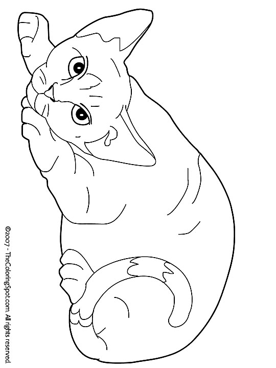 Kleurplaat Kleurplaat Poezen 3787 Cat Coloring Page Cat Coloring Book Coloring Pages