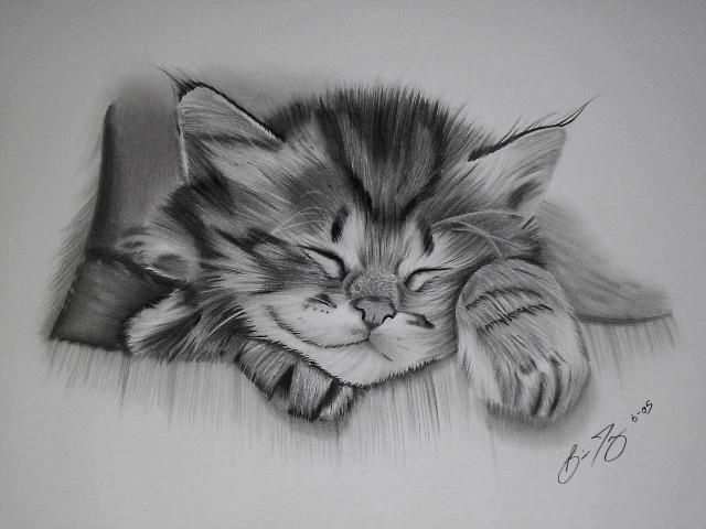 Kitten Sketch By Unknown Artist Dieren Tekenen Katten Tekening Tatoeages Voor Katten