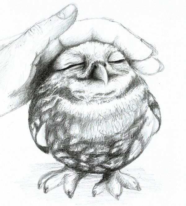 10 Clever Owl Drawings For Inspiration Hative Dieren Tekenen Vogels Tekenen Uilen Tekenen