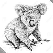 Koala Beer Tekenen Google Zoeken Beer Tekening Koala Dieren