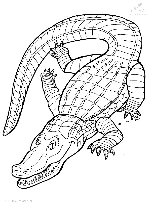 Krokodil Utskrivbara Farglaggningssidor Malarbocker Djur