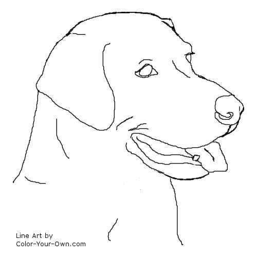 Dog Labrador Retriever Headstudy Coloring Page Labrador Retriever Art Dog Drawing Bla