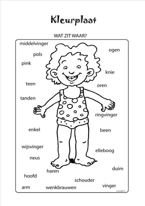 Wat Zit Waar Lichaam Menselijk Lichaam Thema