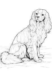 Afbeeldingsresultaat Voor Cavalier King Charles Pentekeningen Hond Tekeningen Dieren