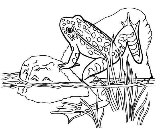 Animal Coloring Pages For Kids Animal Coloring Pages Frog Coloring Pages Coloring Pag