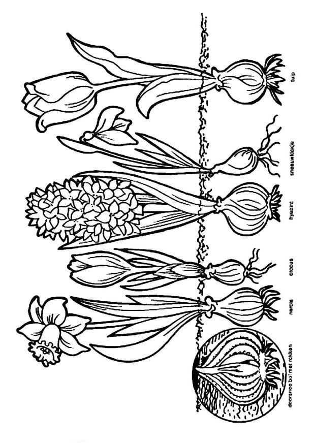 Kleurplaat Bloembollen Kids N Fun Lentebloemen Knutselen Thema Lente Thema