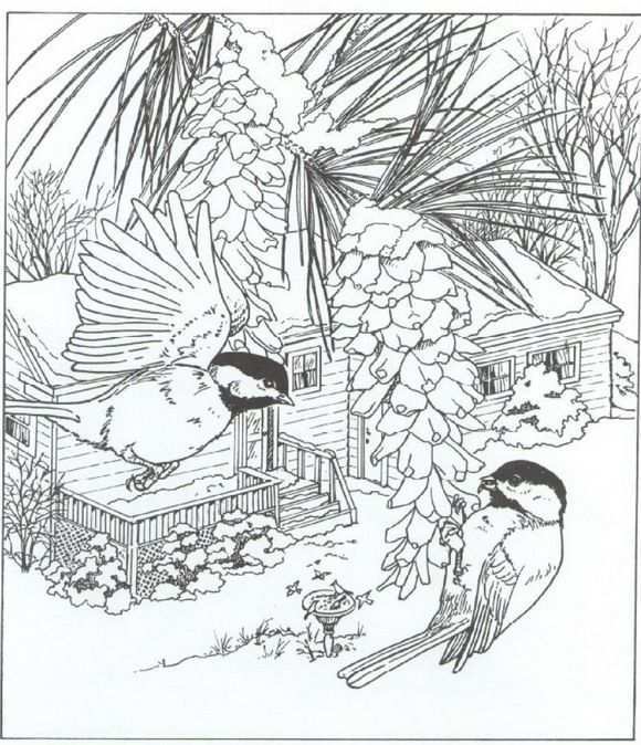 Kleurplaat Natuur Rondom Het Huis Koolmeesjes Coloring Pages Nature Bird Coloring Pag