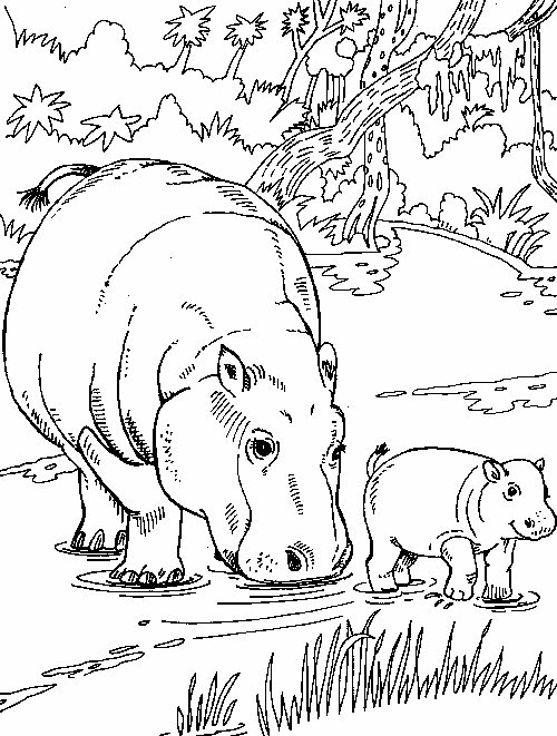Hippo Coloring Pages Animal Coloring Pages Animal Templates Free Coloring Pages
