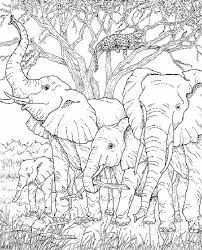 Olifanten Horse Coloring Pages Elephant Coloring Page Animal Coloring Pages