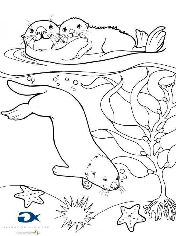 Baby Sea Otter Coloring Page Bird Coloring Pages Animal Coloring Pages Free Coloring Pages