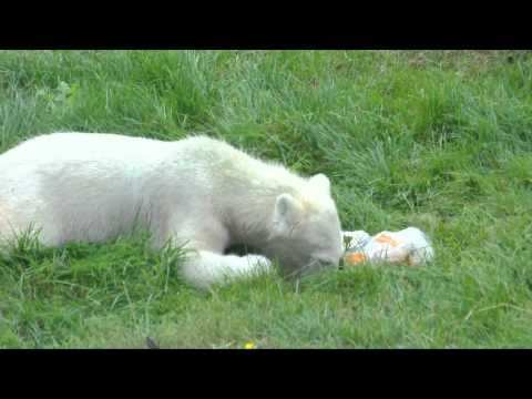 De Spelende Ijsberen Van Ouwehands Dierenpark Youtube Ijsbeer Dierenpark Pinguins