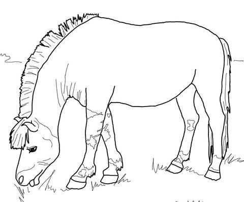 Noors Fjordenpaard Kleurplaat Horse Coloring Pages Fjord Horse Horse Coloring