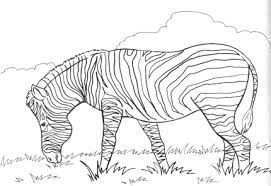Afbeeldingsresultaat Voor Zebra Kleurplaat Kleurplaten Tekenen Voor Kinderen Zebra S