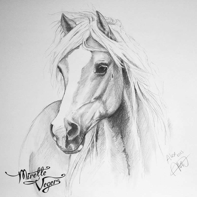 Alex Haflinger Horse Portrait Graphite On Paper Portrait On Commission By Equine Arti