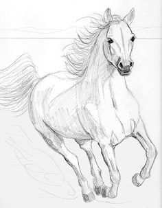 Running Arabian Horse Pencil Drawing By Teddie Mcconnell At Pencil Drawing Running Ar