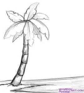 Palm Tree Drawing Palm Tree Drawing Tree Drawings Pencil Palm Tree Sketch