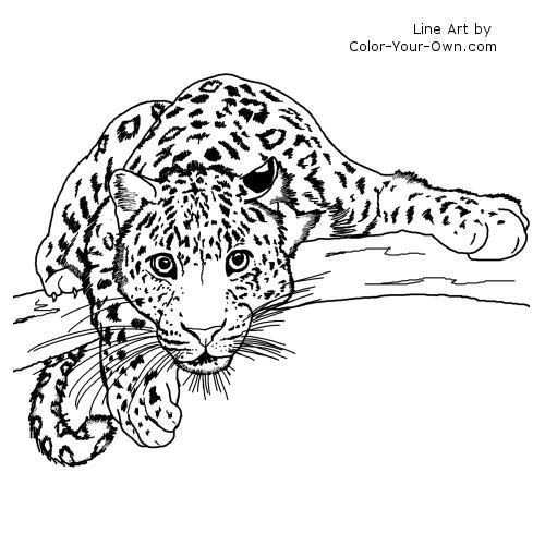 Coloring For Adults Kleuren Voor Volwassenen Dieren Kleurplaten Draken Tekeningen Pyr