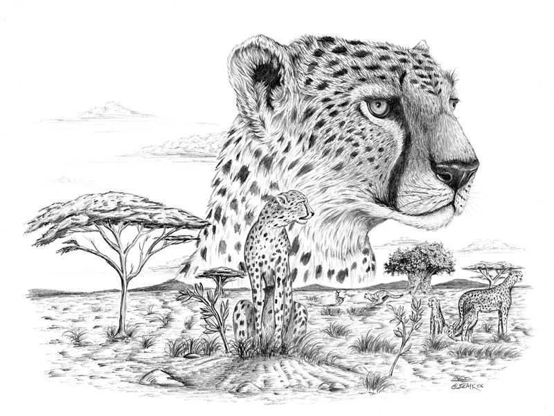 Http Steveblairdesigns Com Wp Content Uploads 2012 02 African Lepoard Drawing Jpg Awe