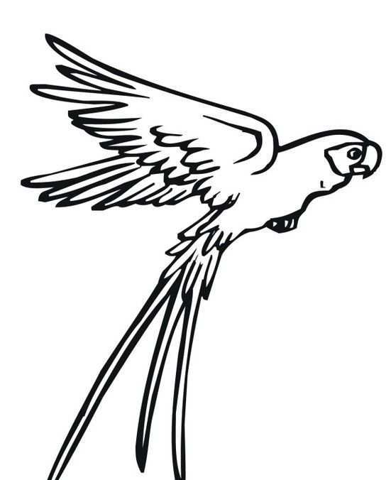 Afbeeldingsresultaat Voor Vliegende Eend Tekening Parrot Drawing Animal Coloring Page