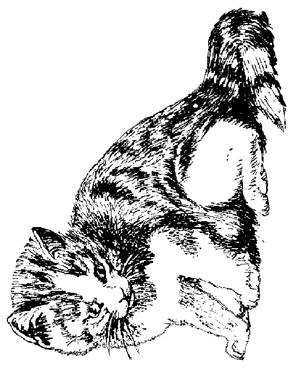 Coloring Page Cats And Dogs Cats And Dogs Coloring Pages Cool Coloring Pages Dog Cat