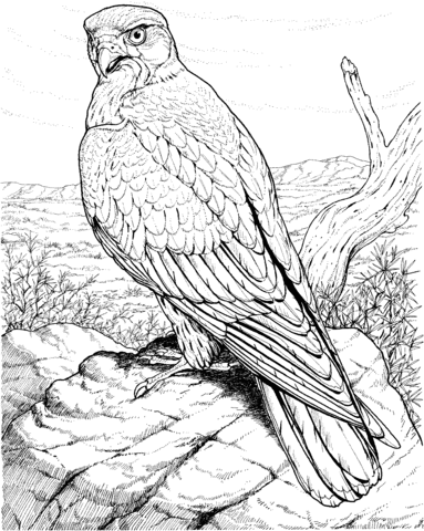 Hawk Raptor Coloring Page Free Printable Coloring Pages Bird Drawings Colorful Drawin