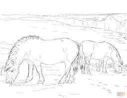 Afbeeldingsresultaat Voor Kleurplaat Shetlandpony Horse Coloring Pages Animal Colorin