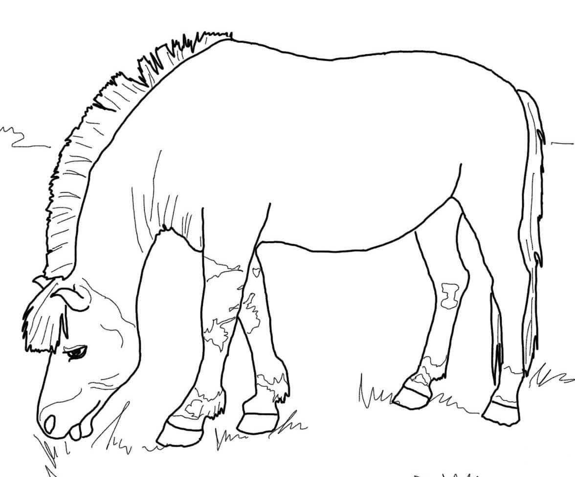 Norwegian Fjord Horse Coloring Page Horse Coloring Pages Horse Coloring Fjord Horse