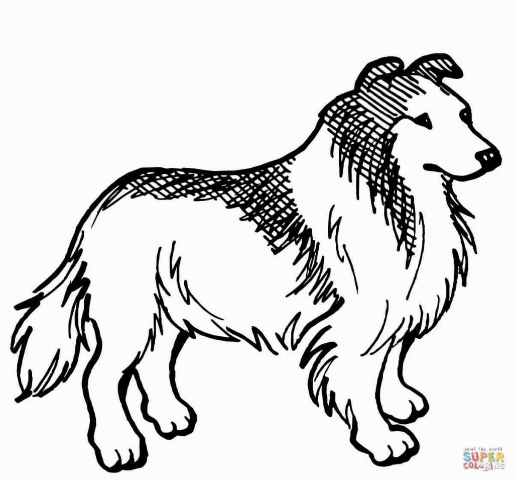 Border Collie Coloring Pages Dog Coloring Book Dog Coloring Page Animal Coloring Page