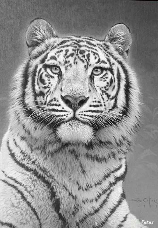 Tiger Cat Coloring Pages Colouring Adult Detailed Advanced Printable Kleuren Voor Vol