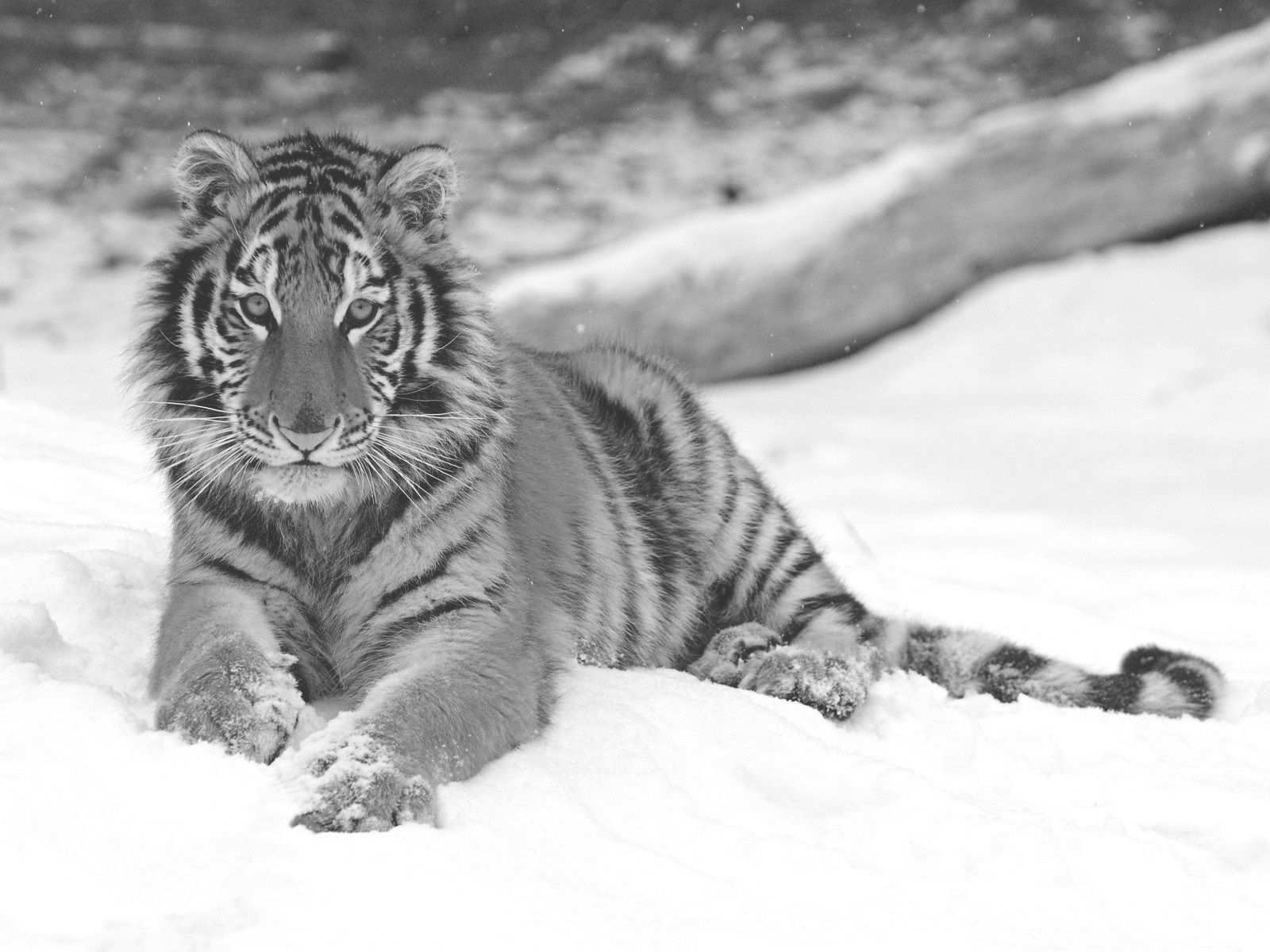 Kleurplaat Tijger Sneeuw Tijger Dieren Behang Bengaalse Kat