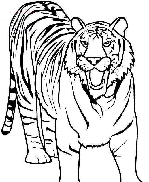 Lion Color Page Tiger Color Page Plate Coloring Sheet Tiger Colouring Page Wild Anima