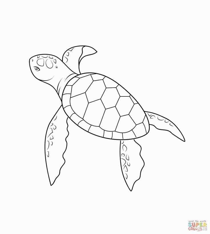 Turtles Dibujo Amphibians Turtle Drawing Turtle Coloring Pages Sea Turtle Drawing