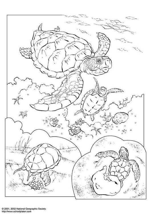 Coloring Page Sea Turtle Img 3083 Turtle Coloring Pages Animal Coloring Pages Colorin