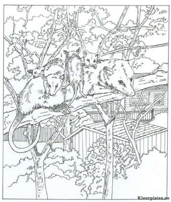 Natuur Kleurplaat 176901 Kleurplaat Coloriage Animaux Animaux A Colorier Coloriage