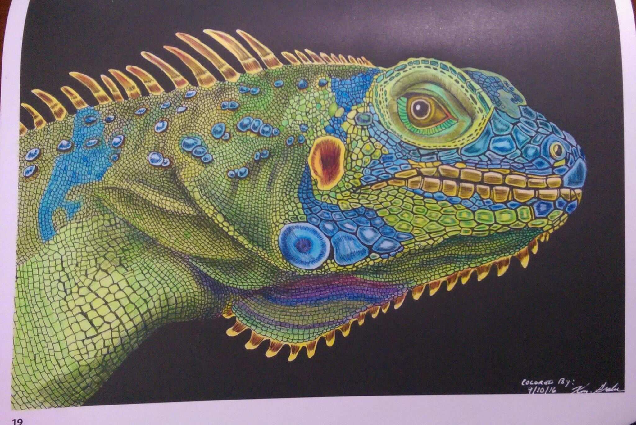 Iguana By Ken Grabe Coloring Contest Animal Drawings Lizard