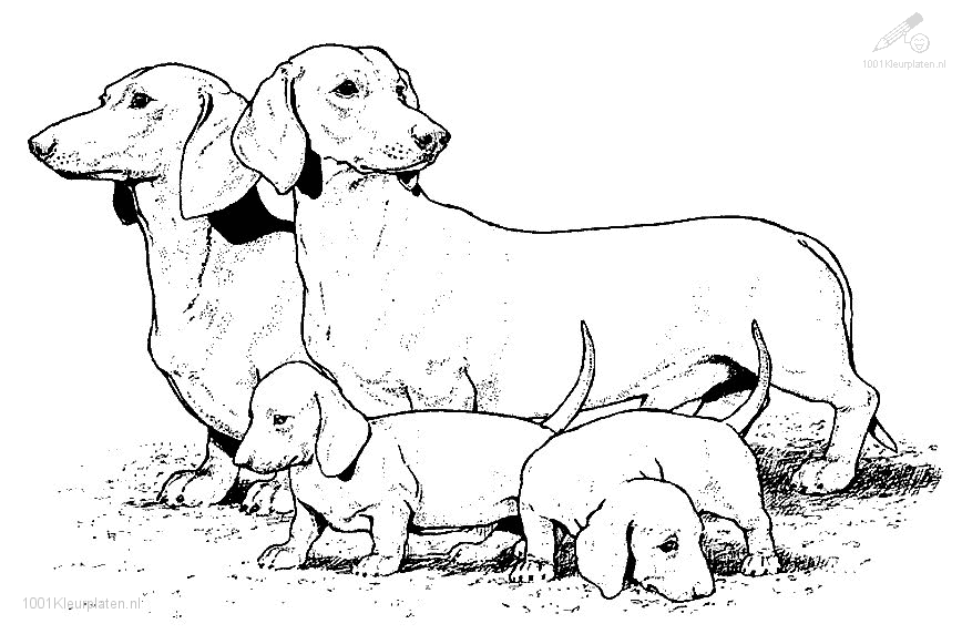 1001 Kleurplaten Dieren Hond Hond En Puppies Dieren Kleurplaten Dieren Kleurboek